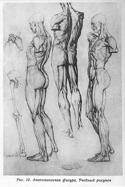 Анатомическа фигура. Рисование карандашом фигуры человека.